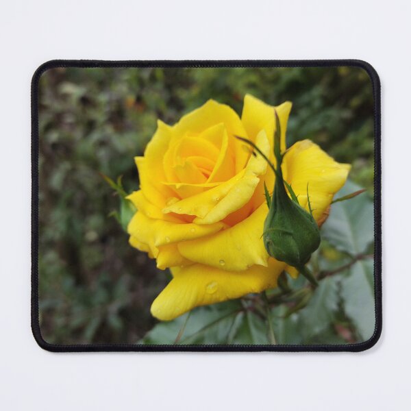 Item preview, Yellow rose blossom designed and sold by Gourmetkater.