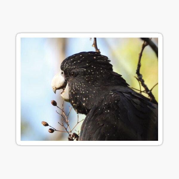 Item preview, Red-tailed Black Cockatoos designed and sold by Jenny  Dyer.