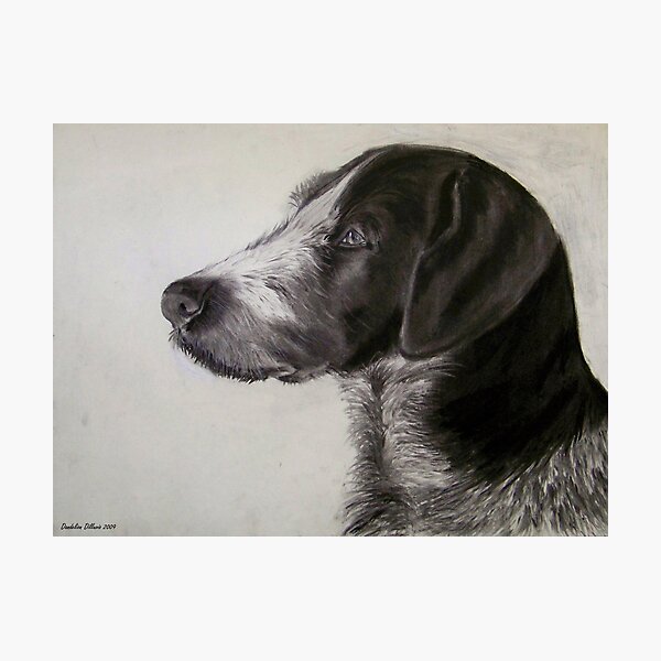 craigslist wirehaired pointer