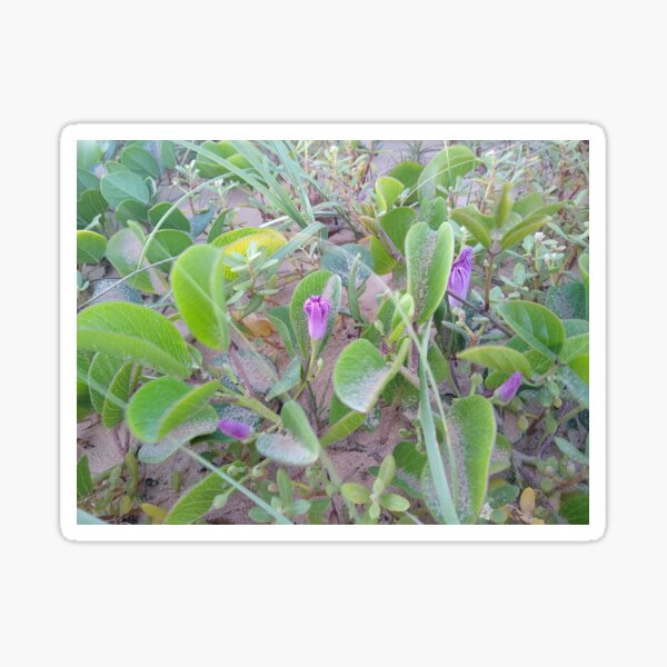 Plant on Sandy Beach | Nature-Inspired Art Print Sticker