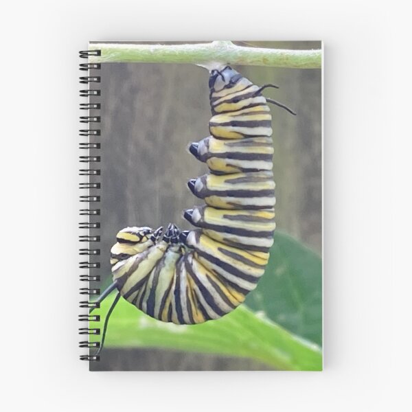 Item preview, Monarch Caterpillar designed and sold by BearFootStudios.