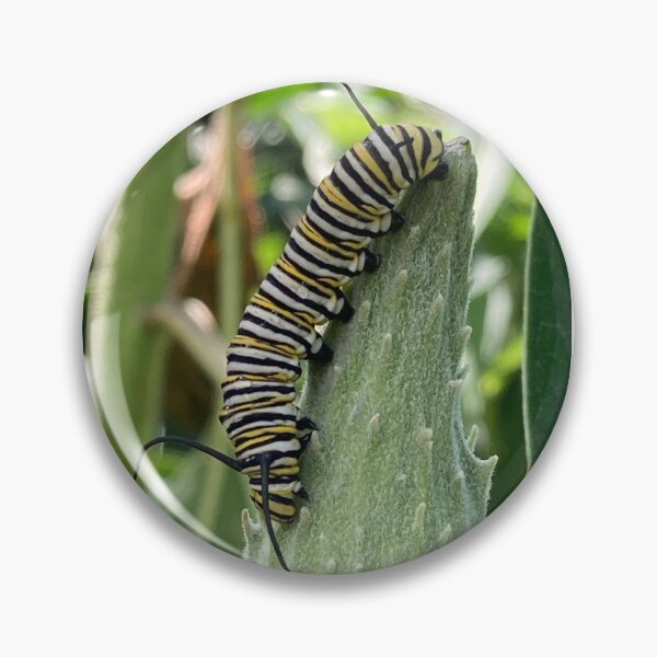 Artikelvorschau, Monarch-Raupe in Seidenpflanze entworfen und verkauft von BearFootStudios.