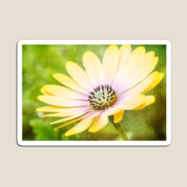 Cosmos Magnet