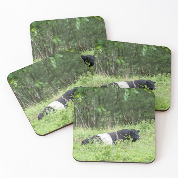 Item preview, Belted Galloway Bull designed and sold by Jane Stanley Photography.