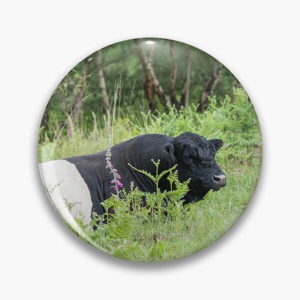 Item preview, Belted Galloway Bull designed and sold by Jane Stanley Photography.