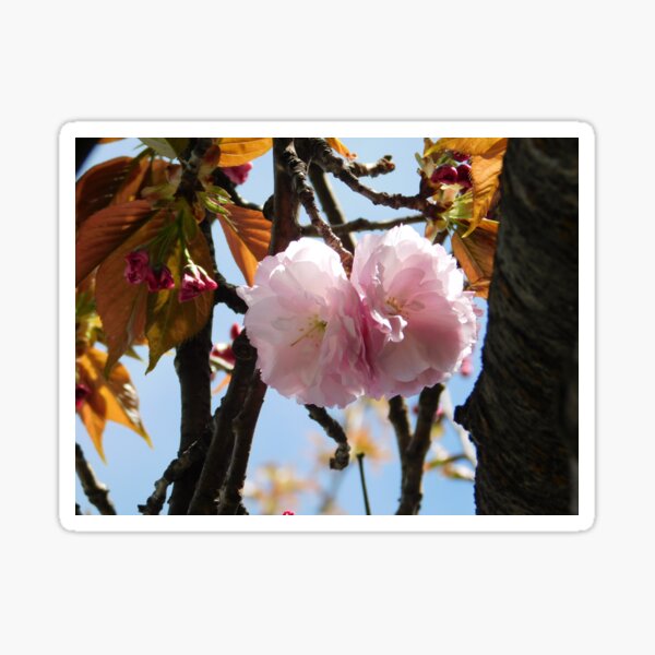 Springtime Blossoms Sticker
