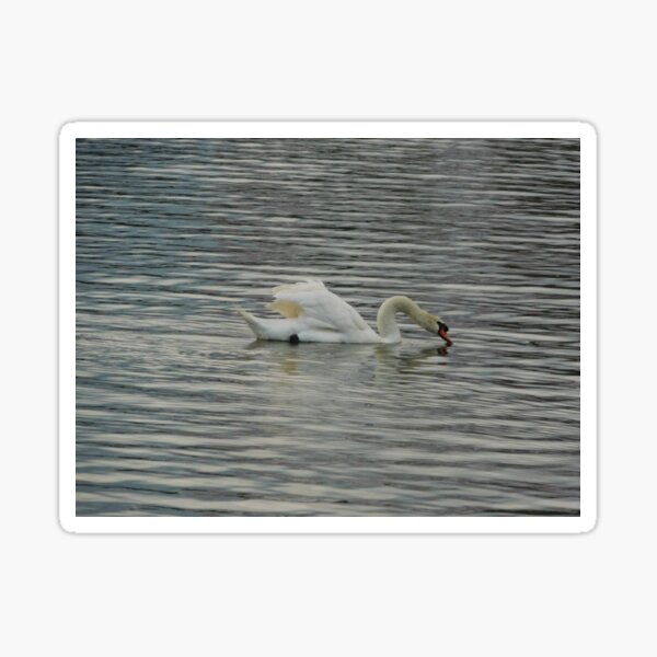 Swan Lake Sticker