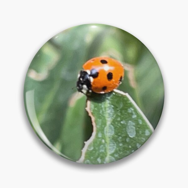 Aperçu de l'œuvre Photo de coccinelle créée et vendue par A-inProgress.