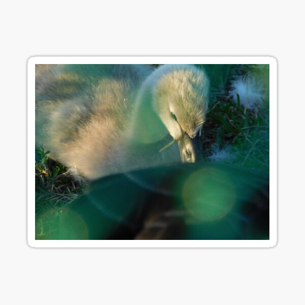 The Ugly Duckling Sticker