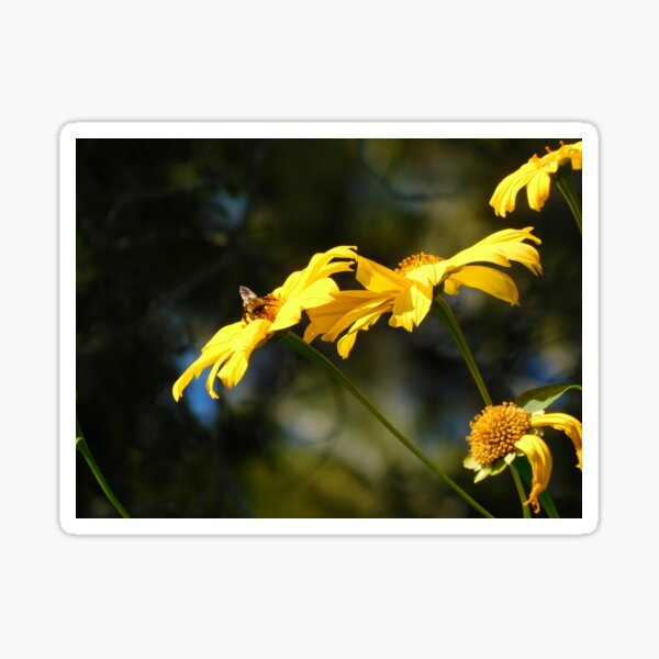 Good Morning, Dear Bee! Sticker