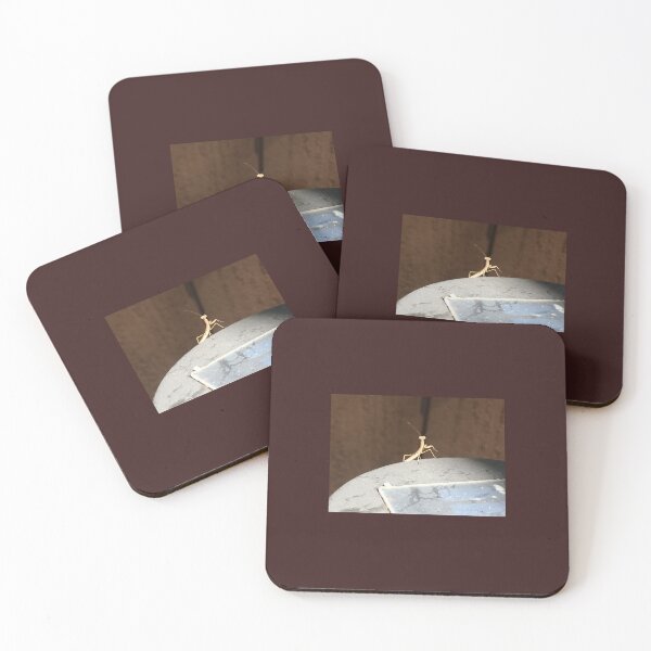 Item preview, Baby Praying Mantis Photo designed and sold by A-inProgress.