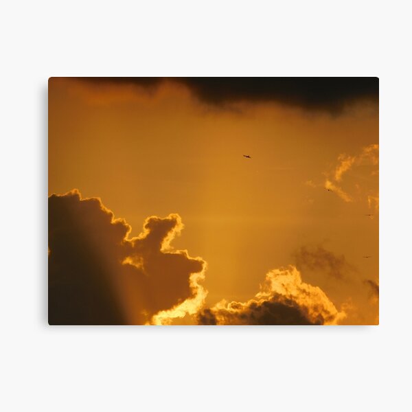Sunsets and Swallowtail Kites Canvas Print