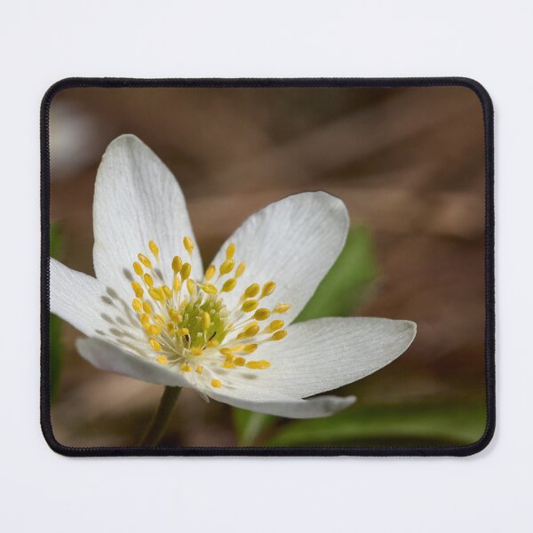 Item preview, All the brightness. Wood anemone designed and sold by Jouko Lehto Photography.
