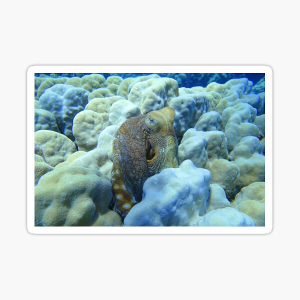 Artikel-Vorschau von Tag Octopus Cyanea Rotes Meer Marsa Alam, designt und verkauft von Ahmed ElMekawy.