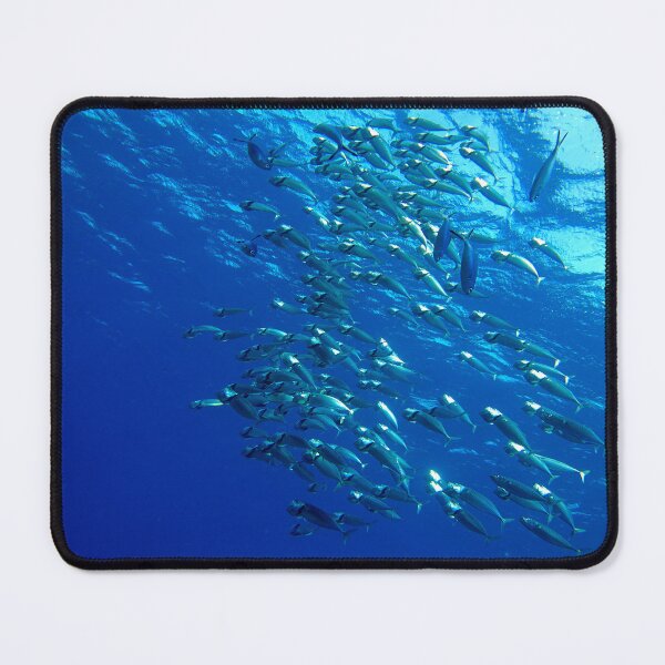Item preview, Fish School Swimming Underwater at Marsa Alam Red Sea designed and sold by Ahmed ElMekawy.