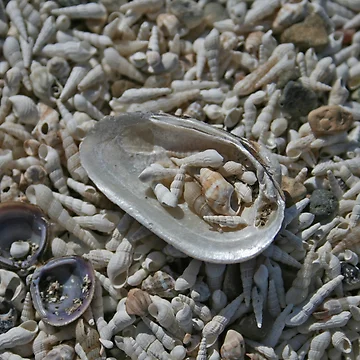 Artwork thumbnail, Shells by Nira Dabush