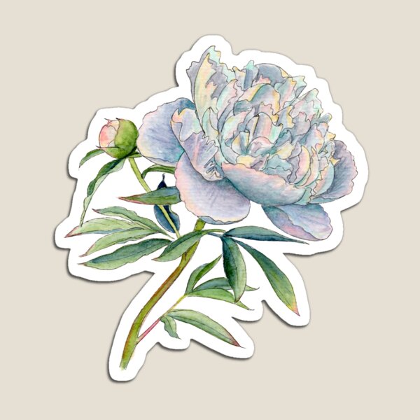 Peony in watercolor and ink by farrahdelle Magnet