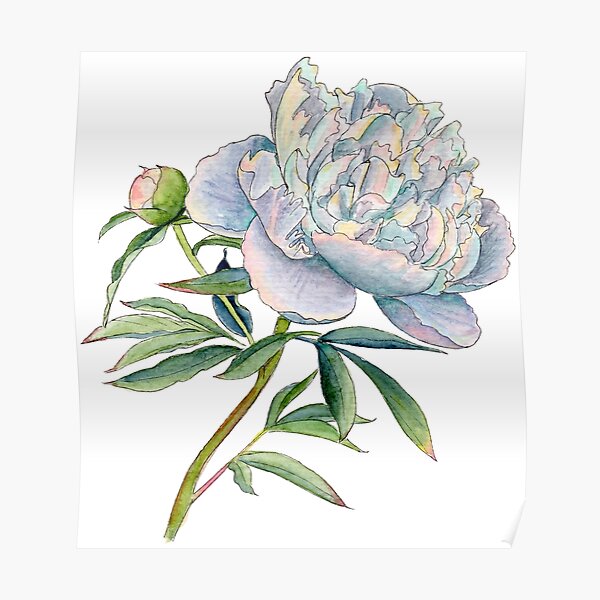 Peony in watercolor and ink by farrahdelle Poster