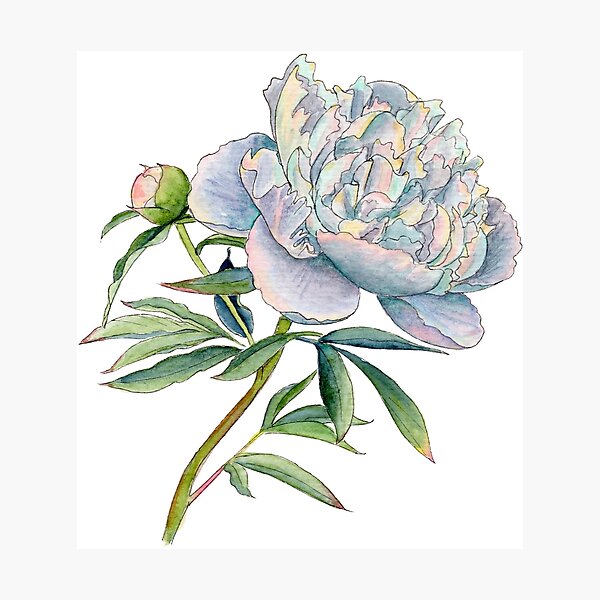 Peony in watercolor and ink by farrahdelle Photographic Print
