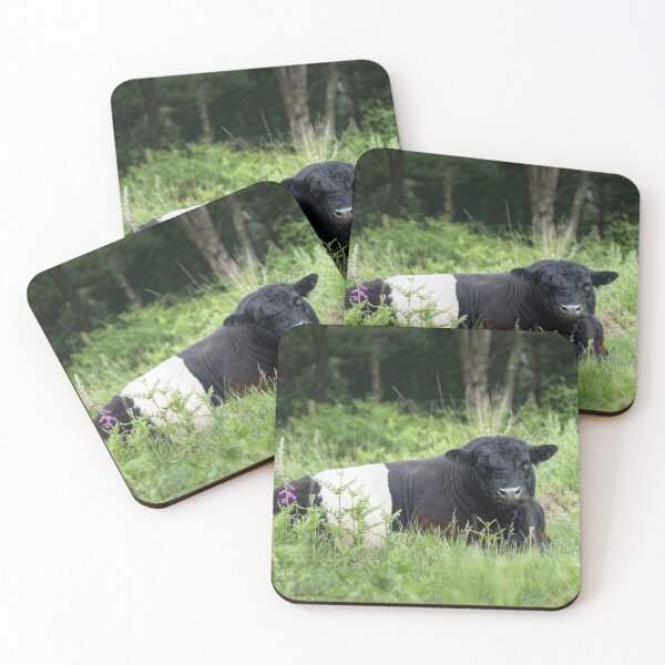 Item preview, Belted Galloway Bull II designed and sold by Jane Stanley Photography.