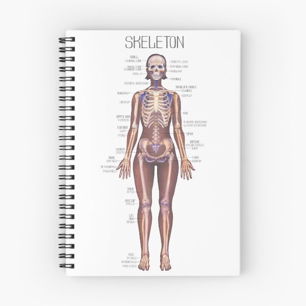 Item preview, Detailed watercolor illustration of a female human body anatomy showcases skeletal structure designed and sold by Ekaterina Glazkova.