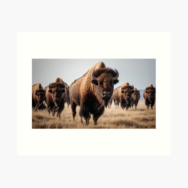 Item preview, American Buffalo designed and sold by FUTURO SHOP.