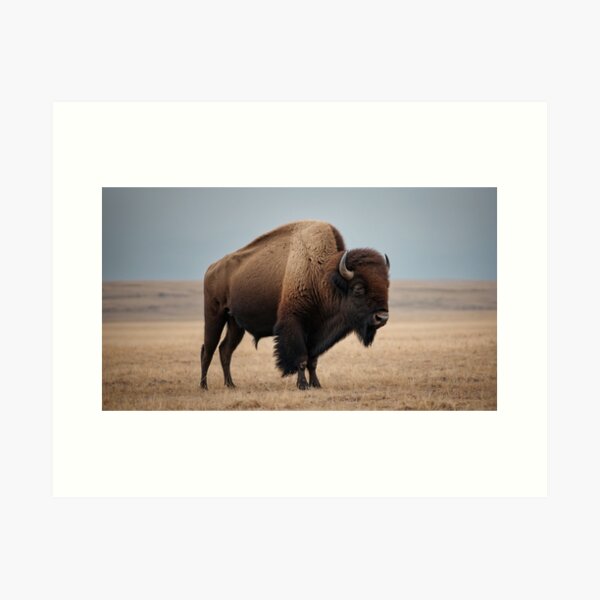 Item preview, American Buffalo designed and sold by FUTURO SHOP.
