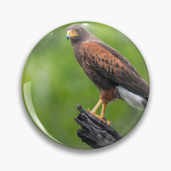 Item preview, Harris Hawk Perched Roadside designed and sold by Debra Martz.