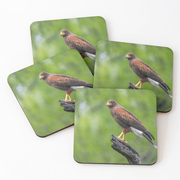 Item preview, Harris Hawk Perched Roadside designed and sold by Debra Martz.