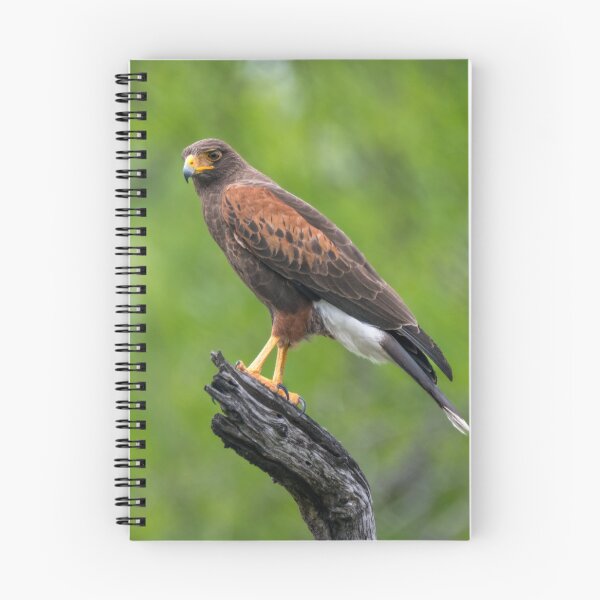 Item preview, Harris Hawk Perched Roadside designed and sold by Debra Martz.