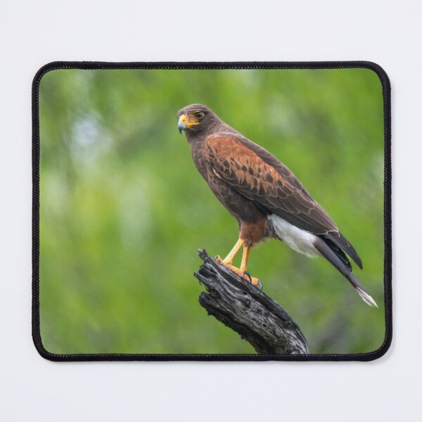 Item preview, Harris Hawk Perched Roadside designed and sold by Debra Martz.