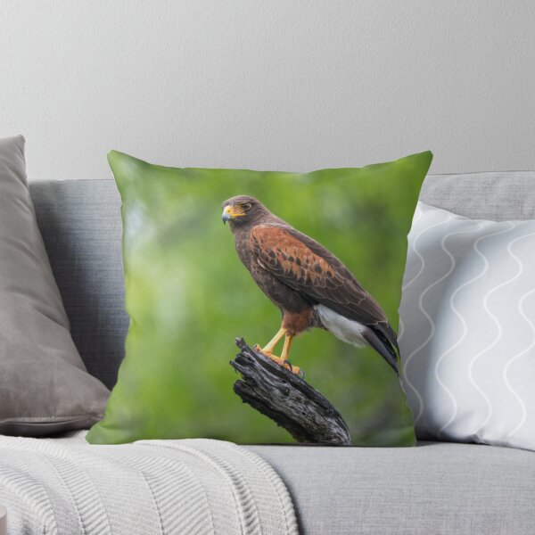 Item preview, Harris Hawk Perched Roadside designed and sold by Debra Martz.