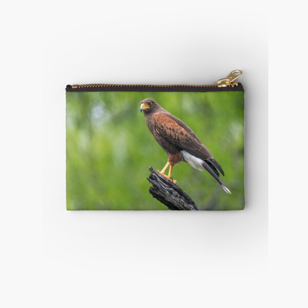Item preview, Harris Hawk Perched Roadside designed and sold by Debra Martz.