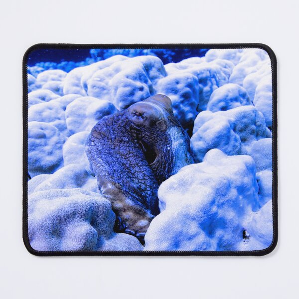 Item preview, Day Octopus Cyanea Red Sea Marsa Alam  Egypt designed and sold by Ahmed ElMekawy.