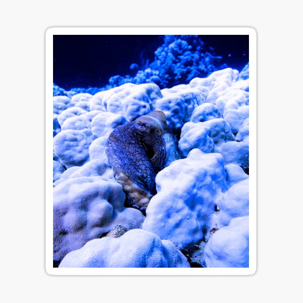 Artikel-Vorschau von Tag Octopus Cyanea Rotes Meer Marsa Alam Ägypten, designt und verkauft von Ahmed ElMekawy.