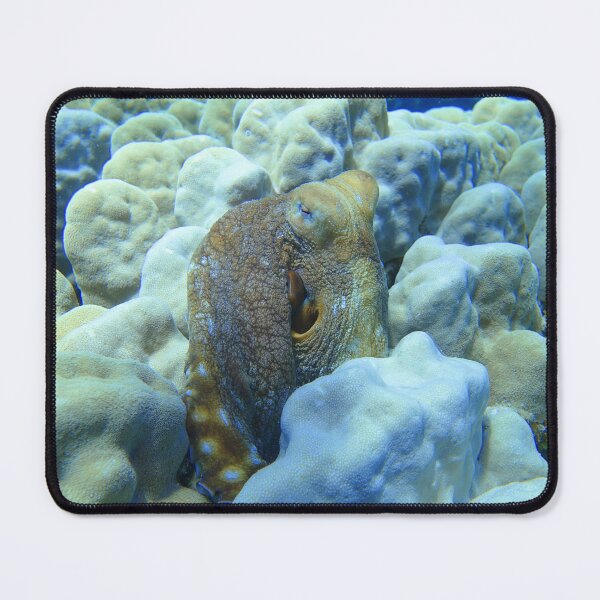 Item preview, Day Octopus Cyanea Red Sea Marsa Alam  designed and sold by Ahmed ElMekawy.