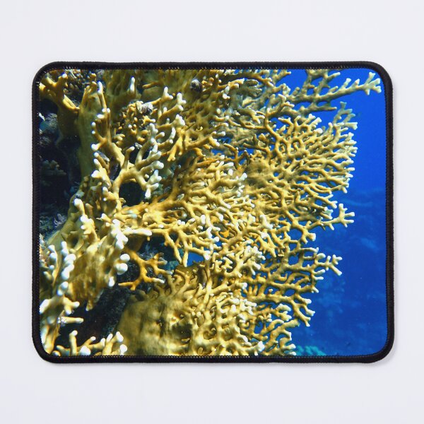 Item preview, Fire Corals in Marsa Alam Red Sea designed and sold by Ahmed ElMekawy.