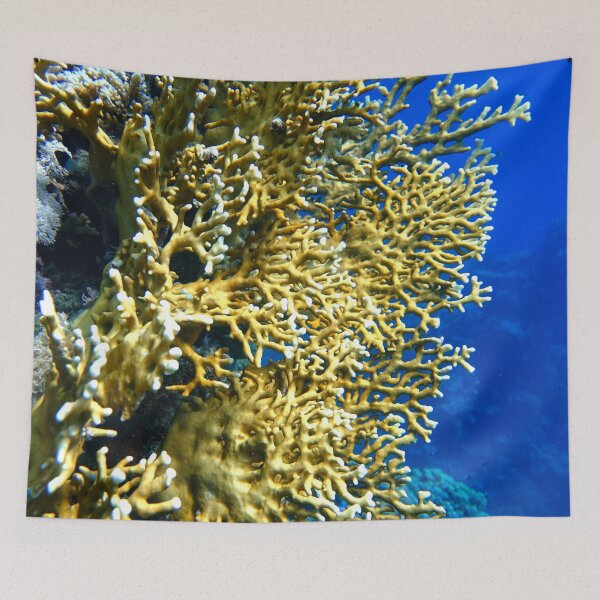 Item preview, Fire Corals in Marsa Alam Red Sea designed and sold by Ahmed ElMekawy.