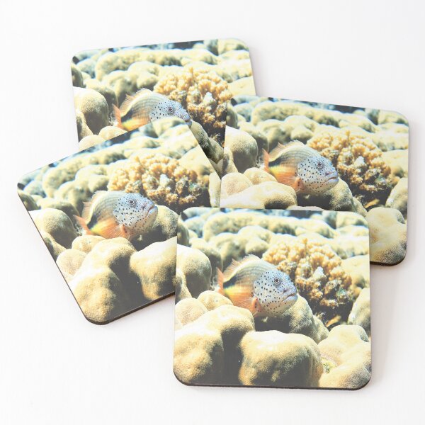 Item preview, Freckled Hawkfish Swimming over Coral Reef in Marsa Alam Red Sea designed and sold by Ahmed ElMekawy.
