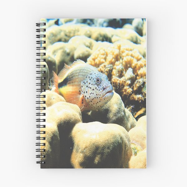 Item preview, Freckled Hawkfish Swimming over Coral Reef in Marsa Alam Red Sea designed and sold by Ahmed ElMekawy.