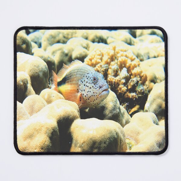 Item preview, Freckled Hawkfish Swimming over Coral Reef in Marsa Alam Red Sea designed and sold by Ahmed ElMekawy.