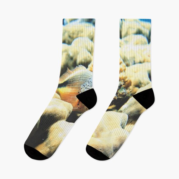 Item preview, Freckled Hawkfish Swimming over Coral Reef in Marsa Alam Red Sea designed and sold by Ahmed ElMekawy.