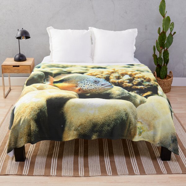 Item preview, Freckled Hawkfish Swimming over Coral Reef in Marsa Alam Red Sea designed and sold by Ahmed ElMekawy.