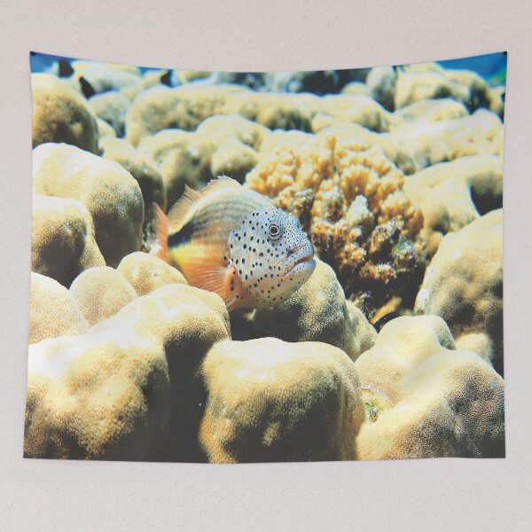 Item preview, Freckled Hawkfish Swimming over Coral Reef in Marsa Alam Red Sea designed and sold by Ahmed ElMekawy.