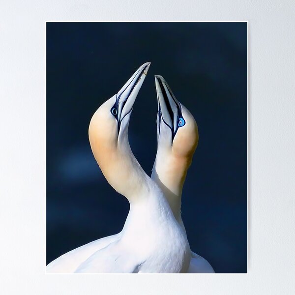 Item preview, Gannet Courtship designed and sold by Tom McPherson Photography.