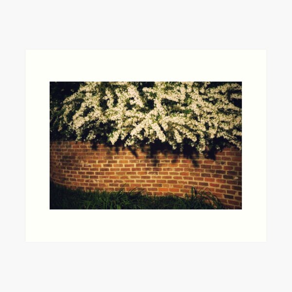 Wall with Flowers at Night II Art Print