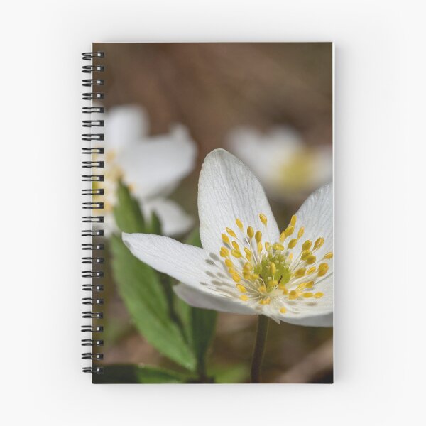 Item preview, Wood anemone duo designed and sold by Jouko Lehto Photography.