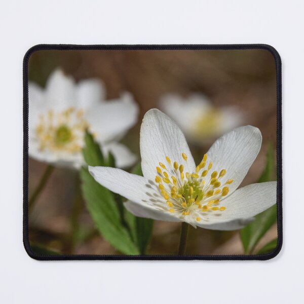 Item preview, Wood anemone duo designed and sold by Jouko Lehto Photography.