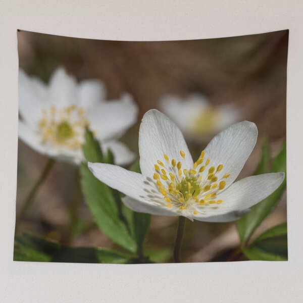 Item preview, Wood anemone duo designed and sold by Jouko Lehto Photography.