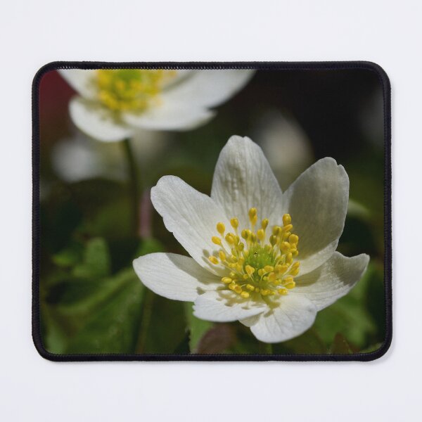 Item preview, Wood anemone duo 2 designed and sold by Jouko Lehto Photography.